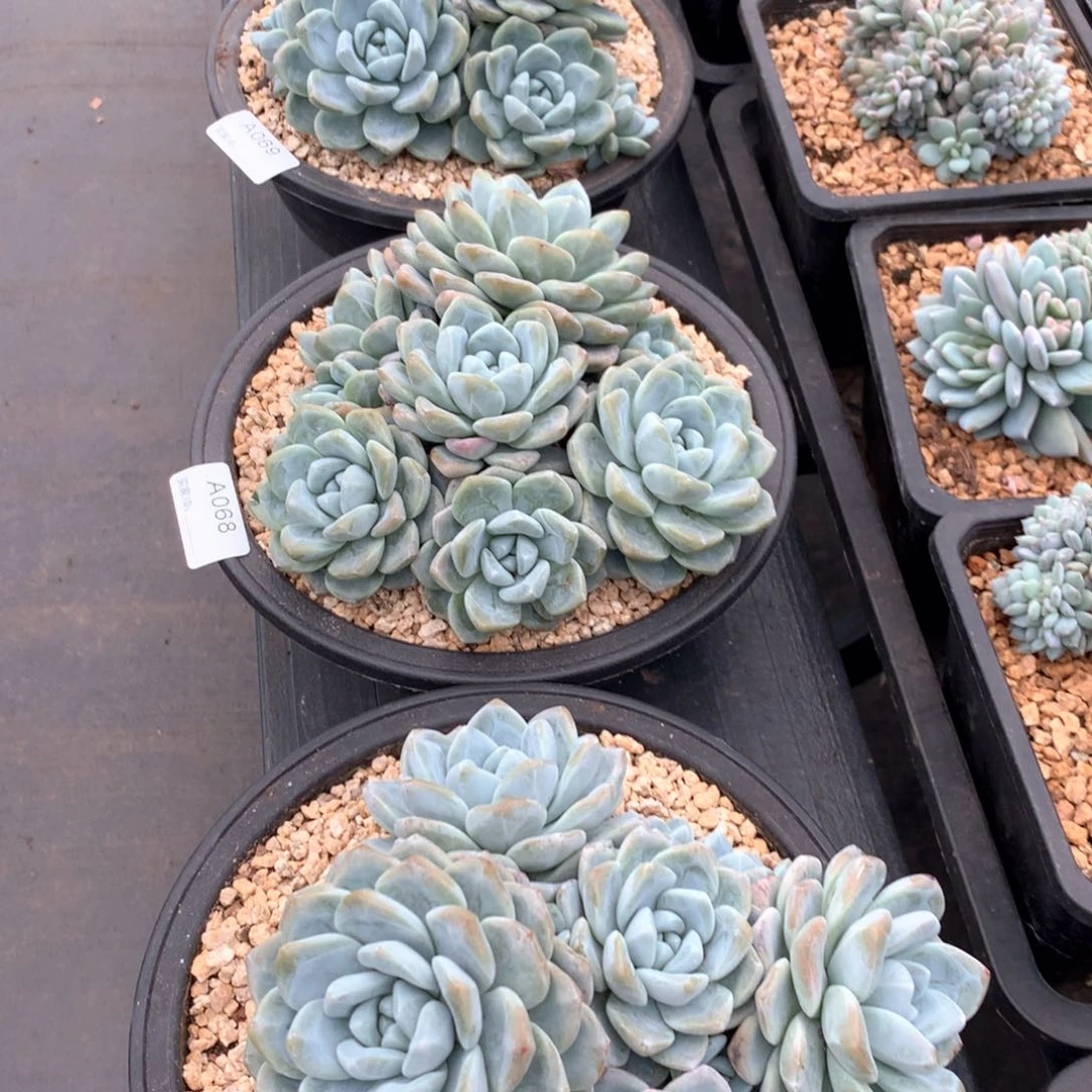 欢***喜A067、68、69 售后范围签收起7天内