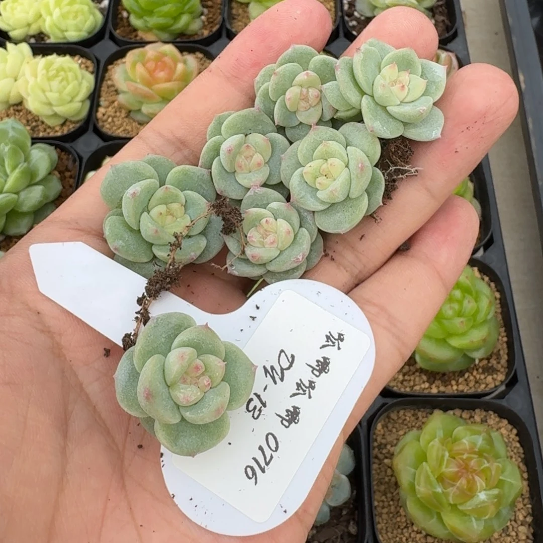 0716-13-橙c美式（包七天售后）