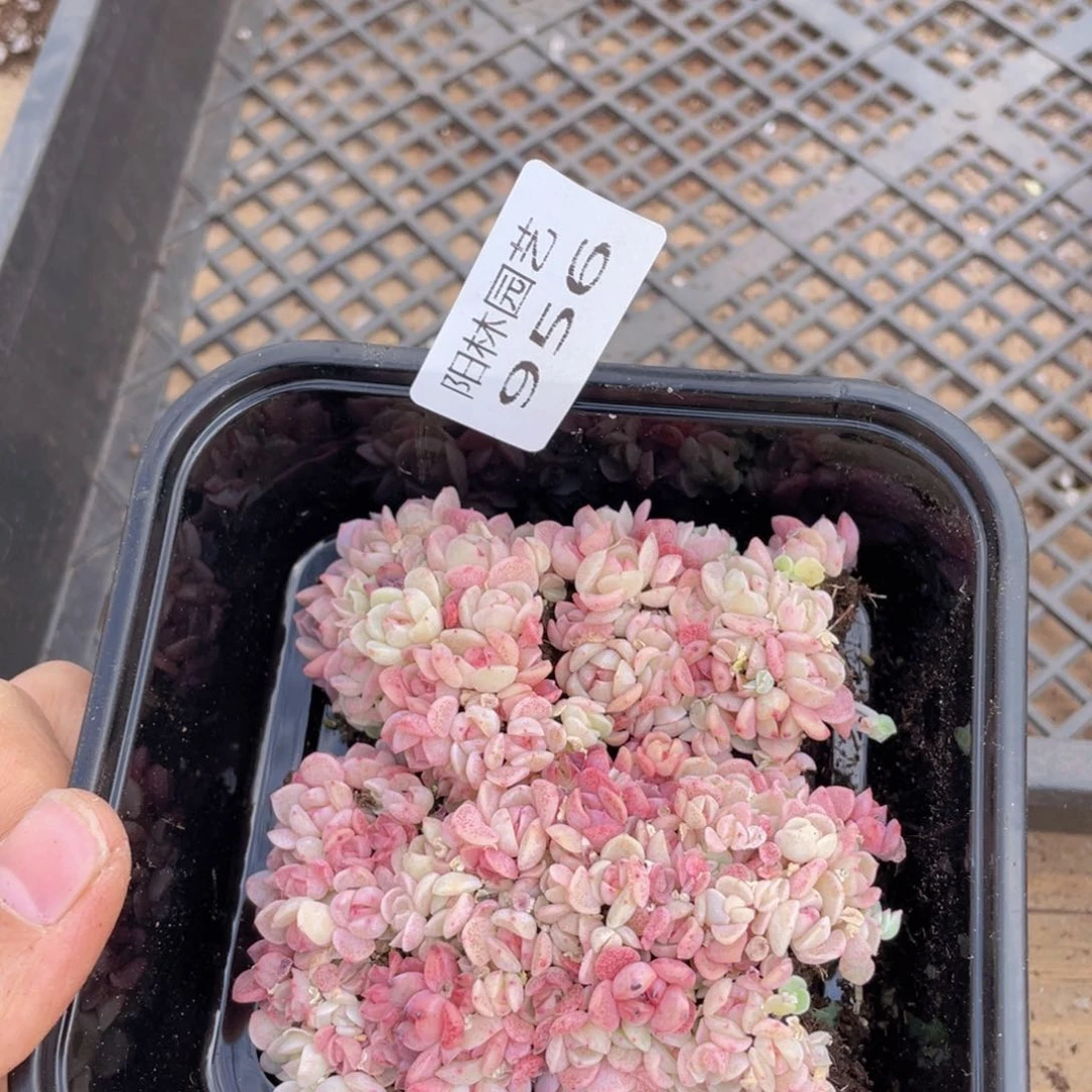 多肉植物多肉植物956