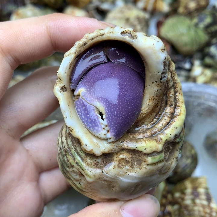 24a紫色短腕2.5口径