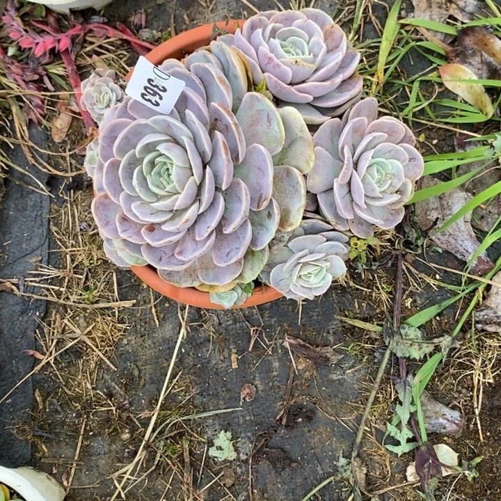 A****363蓝色惊喜多肉植物多肉