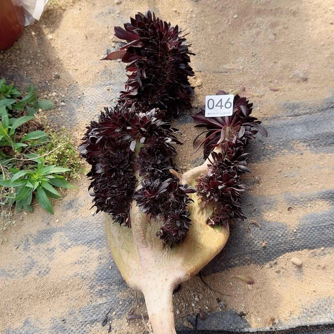 046黑法师一颗呀呀