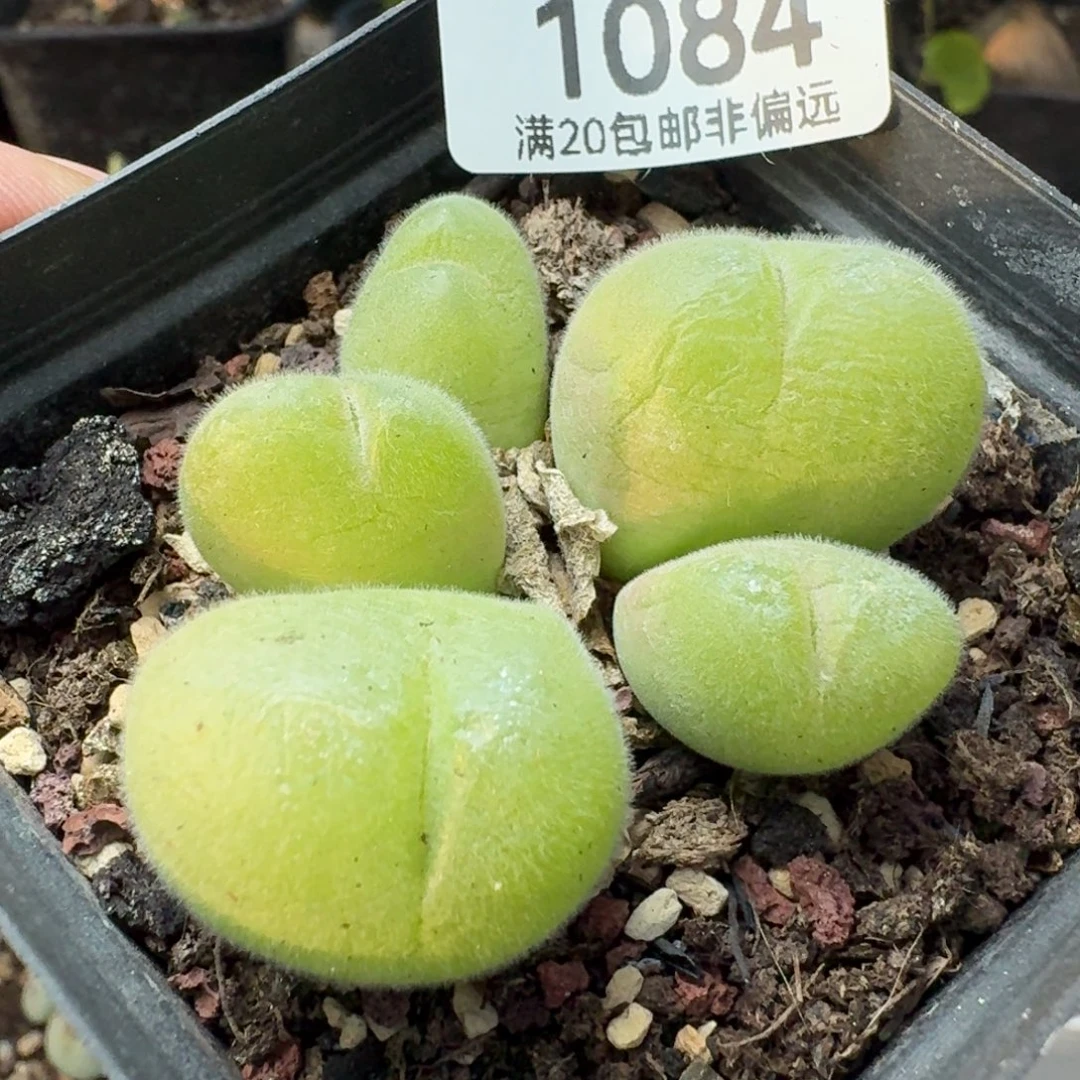 长毛带盆土。     福利