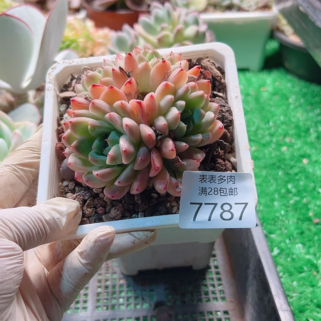 无花朵多肉一物一拍7787