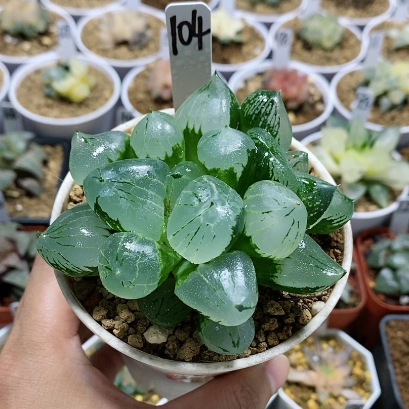 【闪购商品】104虞美人母本