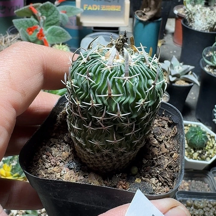 818太刀岚脱土发货