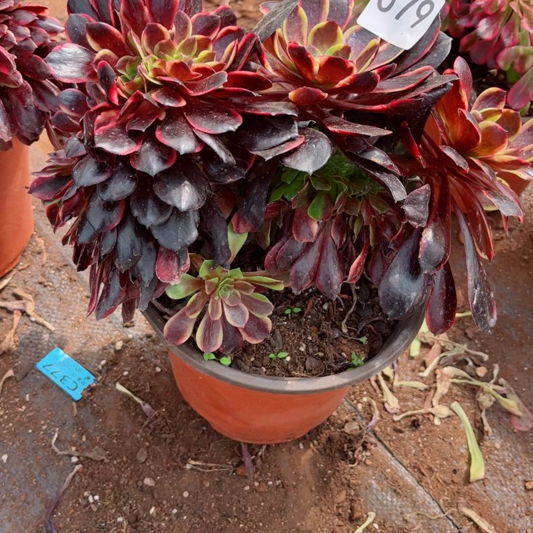 多肉植物079欧嘉莉