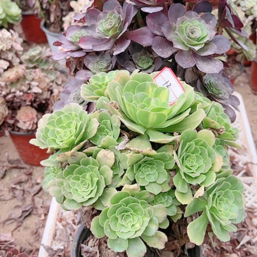 【闪购商品】无花朵英13号套2颗断枝不包