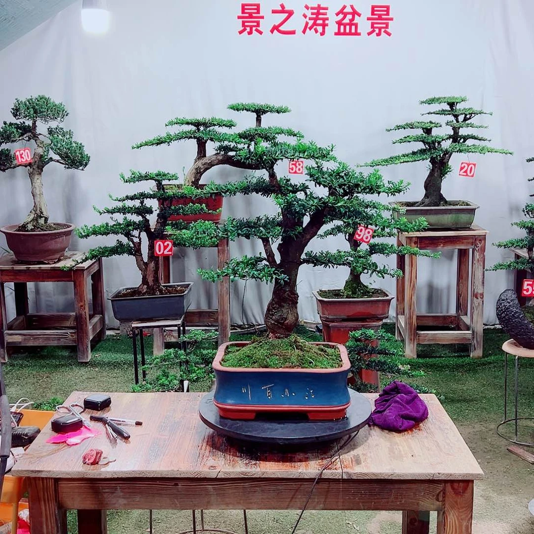 无花朵小老桩红芽珍珠罗汉松