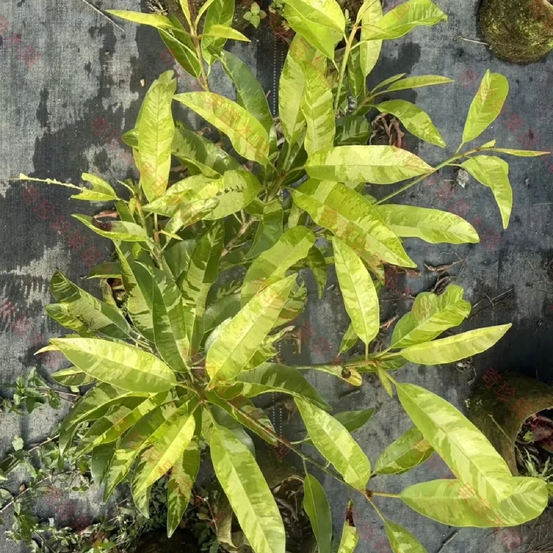 泰国斑叶人心盆栽地栽阳台楼顶四季种植易种活室内外绿植果苗