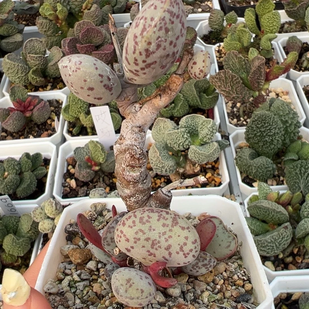 变量老桩多肉植物水泡多肉植物水泡