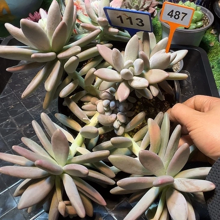 多肉植物白兰迪113