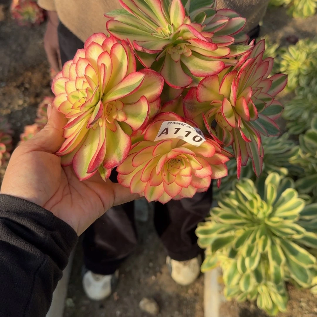 110荔枝。多肉植物