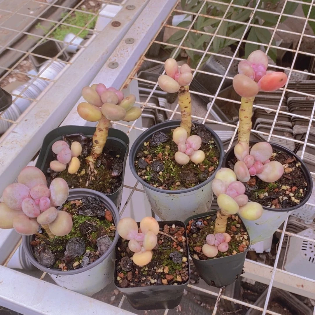 蛋黄奶6棵多肉植物