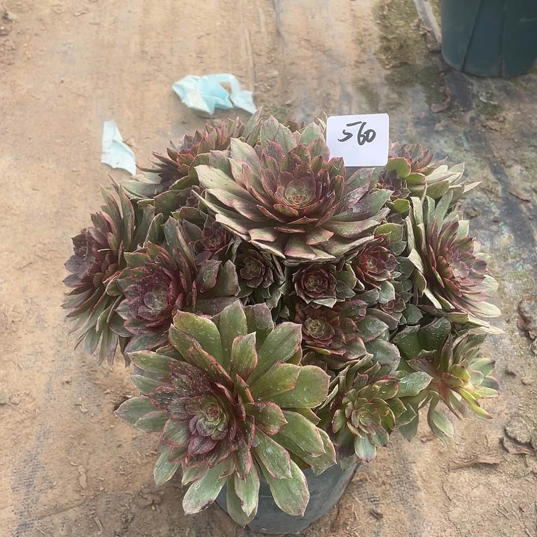 举***月560法师植物半夏