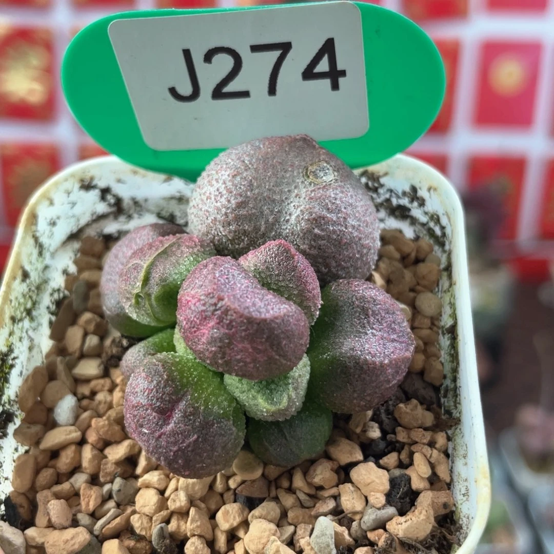 福利。       274。
