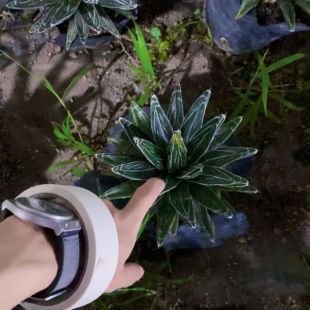 昨**风6560屉之雪一颗