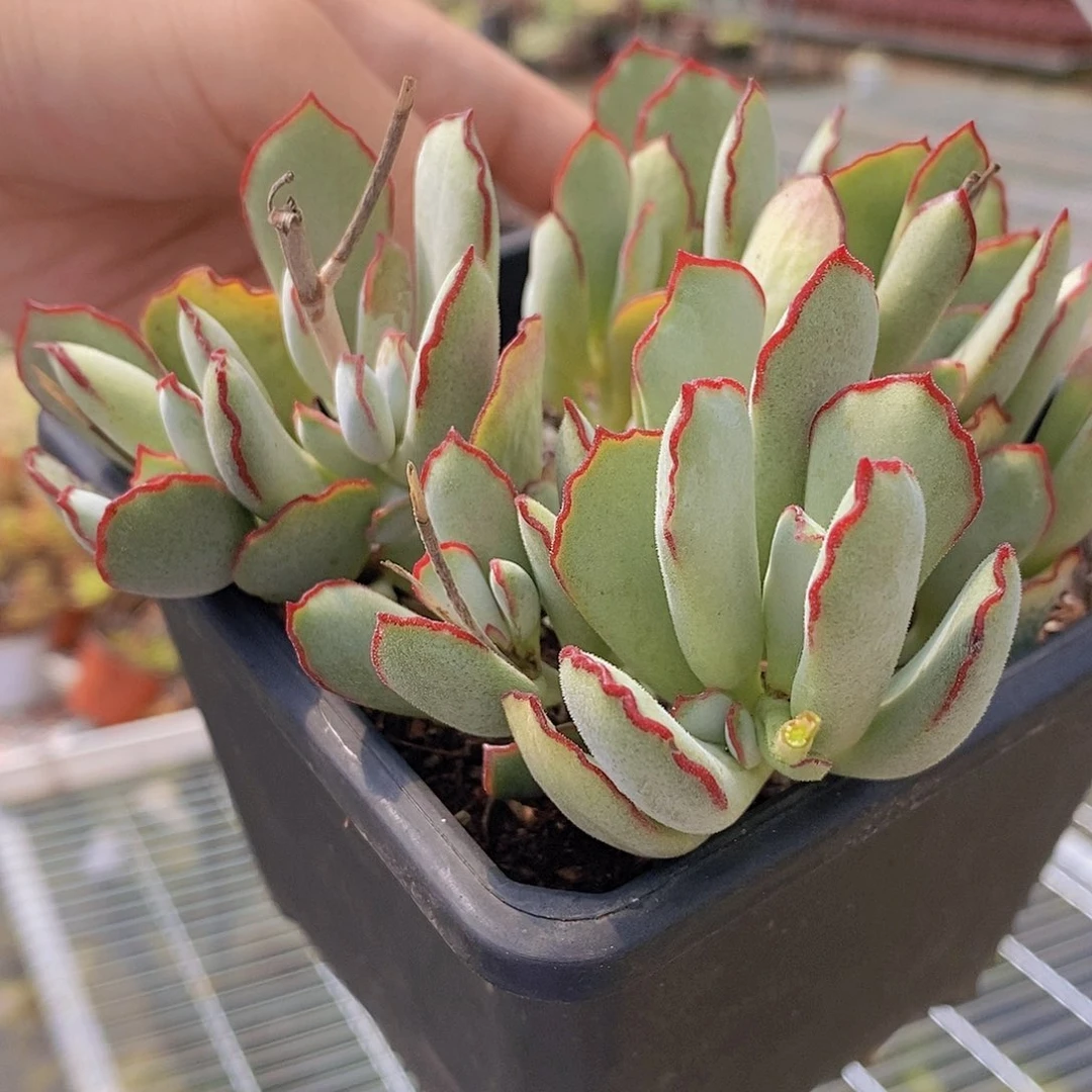 小叶白眉多头精品特价