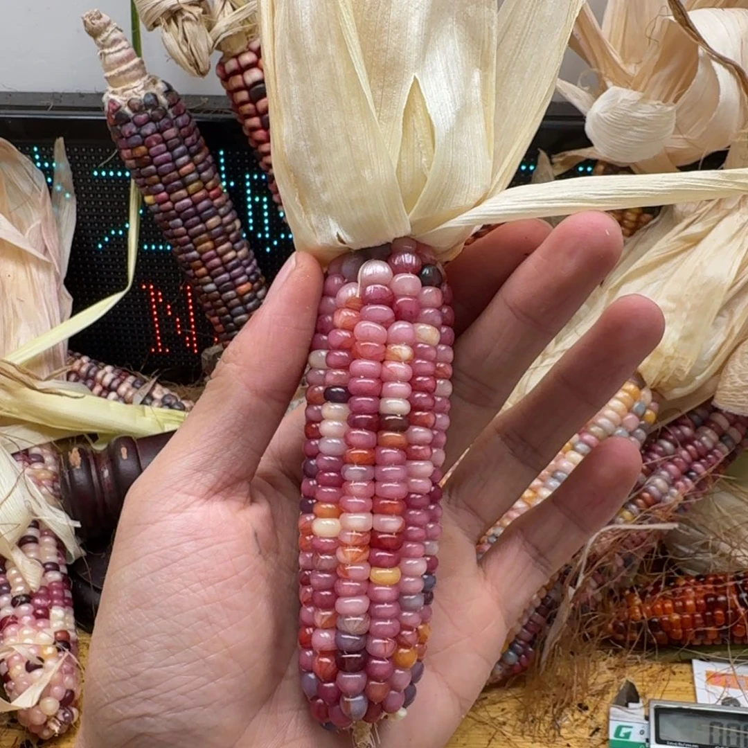 柏香籽/百香籽吊坠