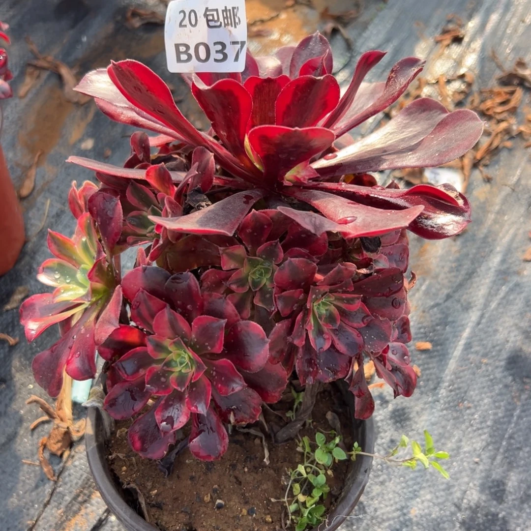 037美杜莎，满20包邮