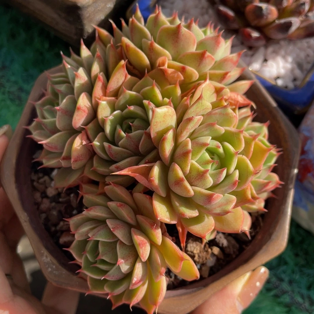 多肉植物盆栽多肉