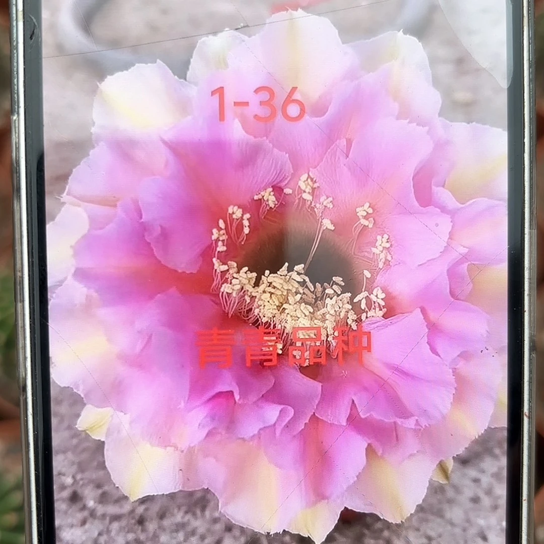 彩草1-36号6-7公分左右