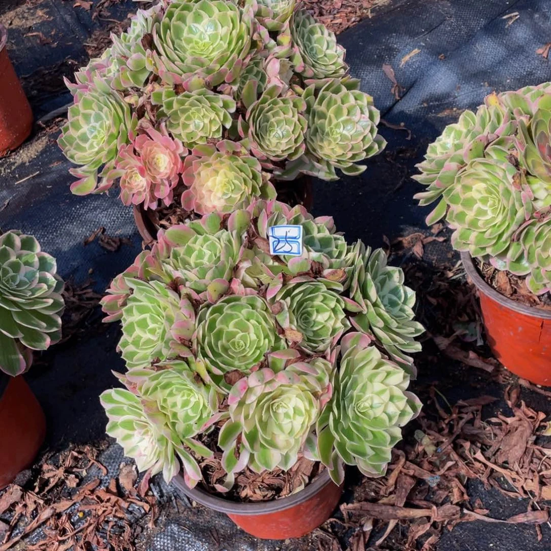 *****鲜花老桩25鲜花老桩