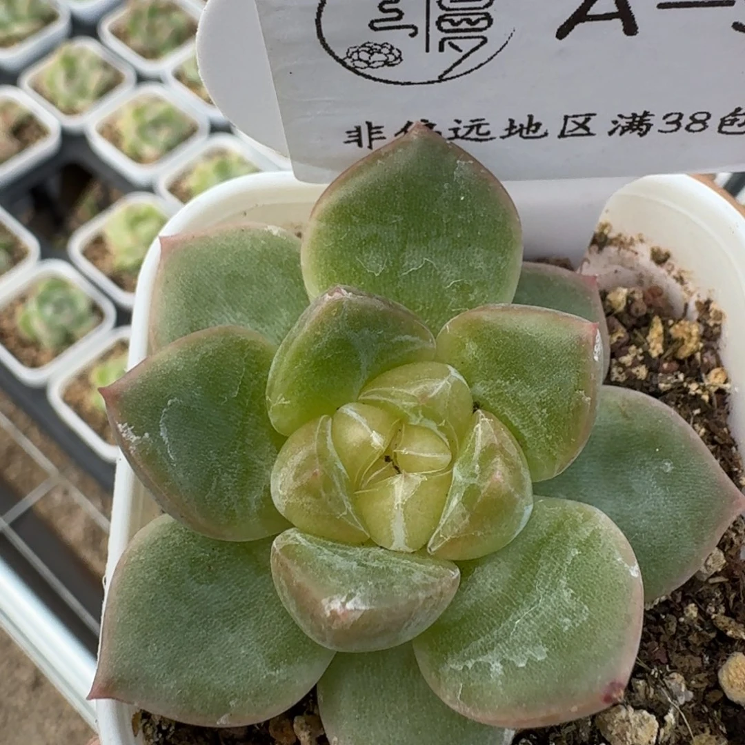 云慢花坊优选杂交一物一拍