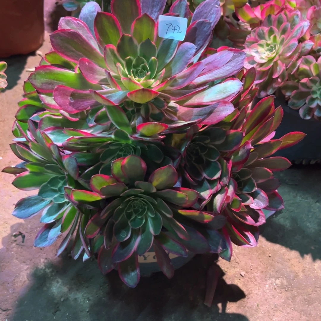 西****、多肉植物粉花妖742