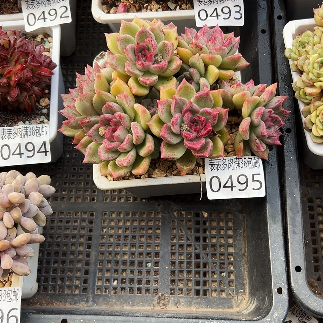 趣****多肉一物一拍植物0495