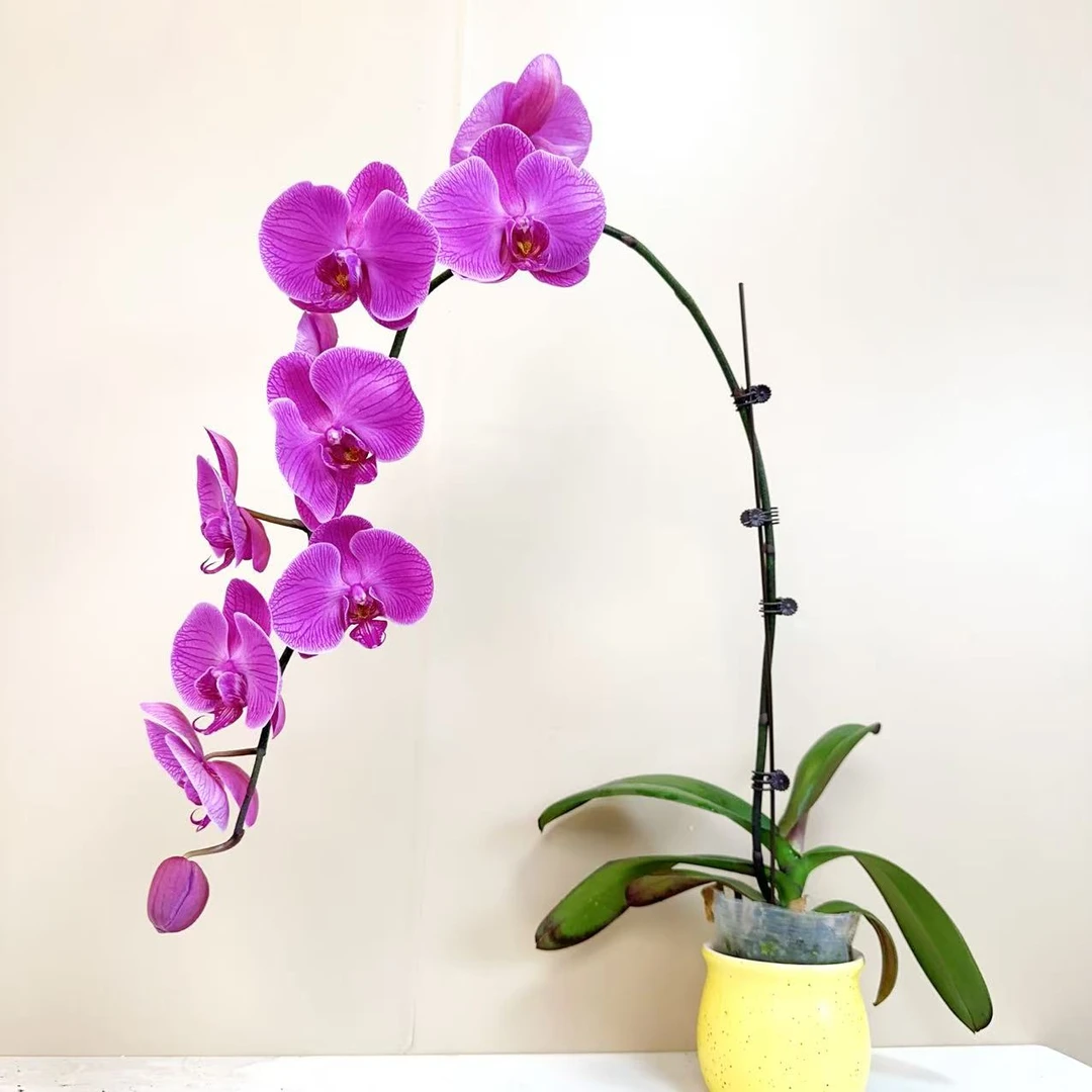 A级【红玫瑰】精品 蝴蝶兰