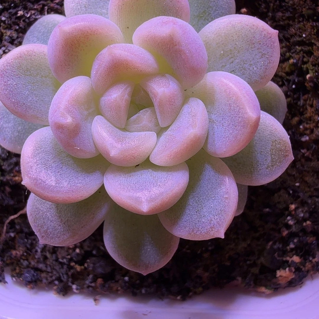 财富密码绿财富一物一拍