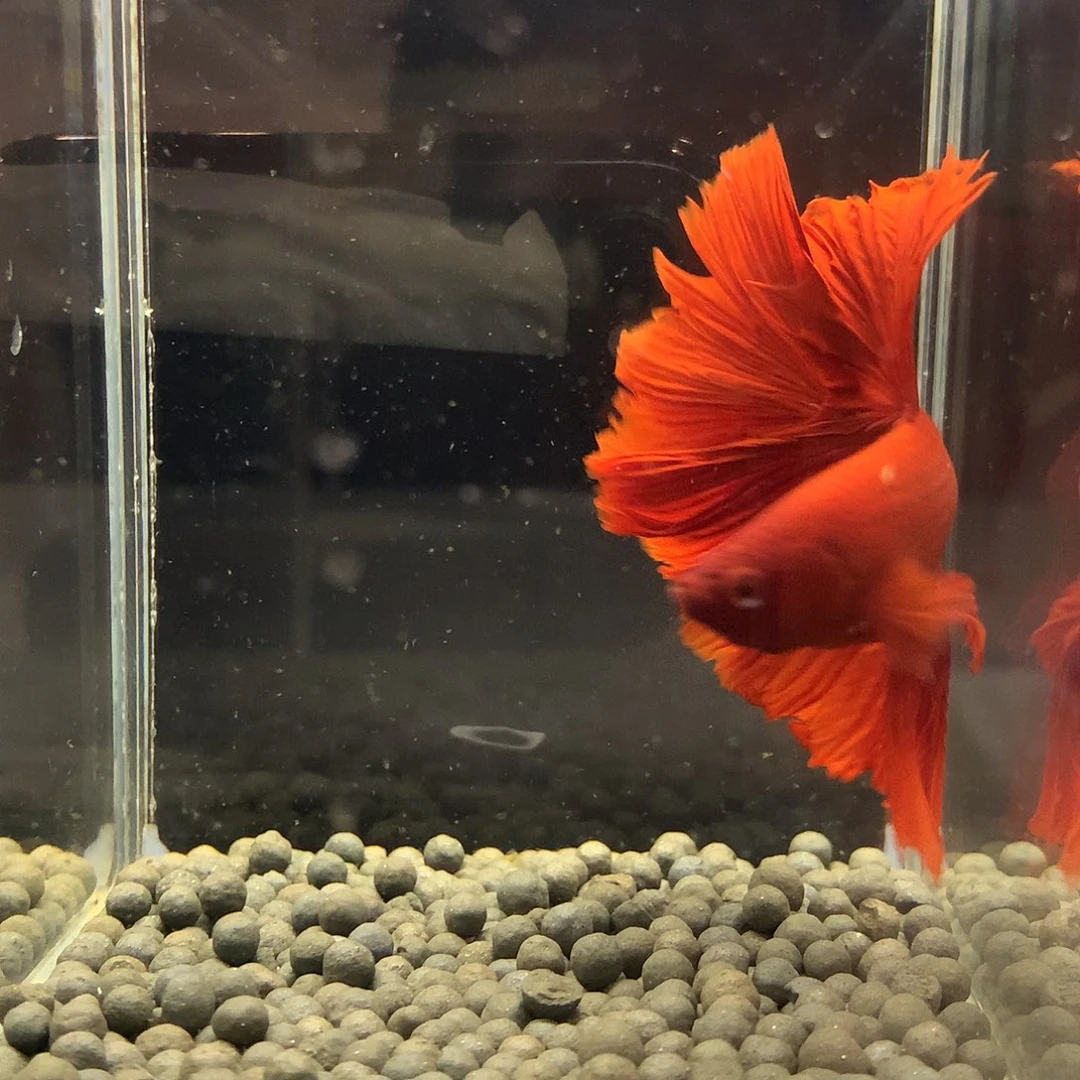 海水鱼七弟泰国斗鱼31