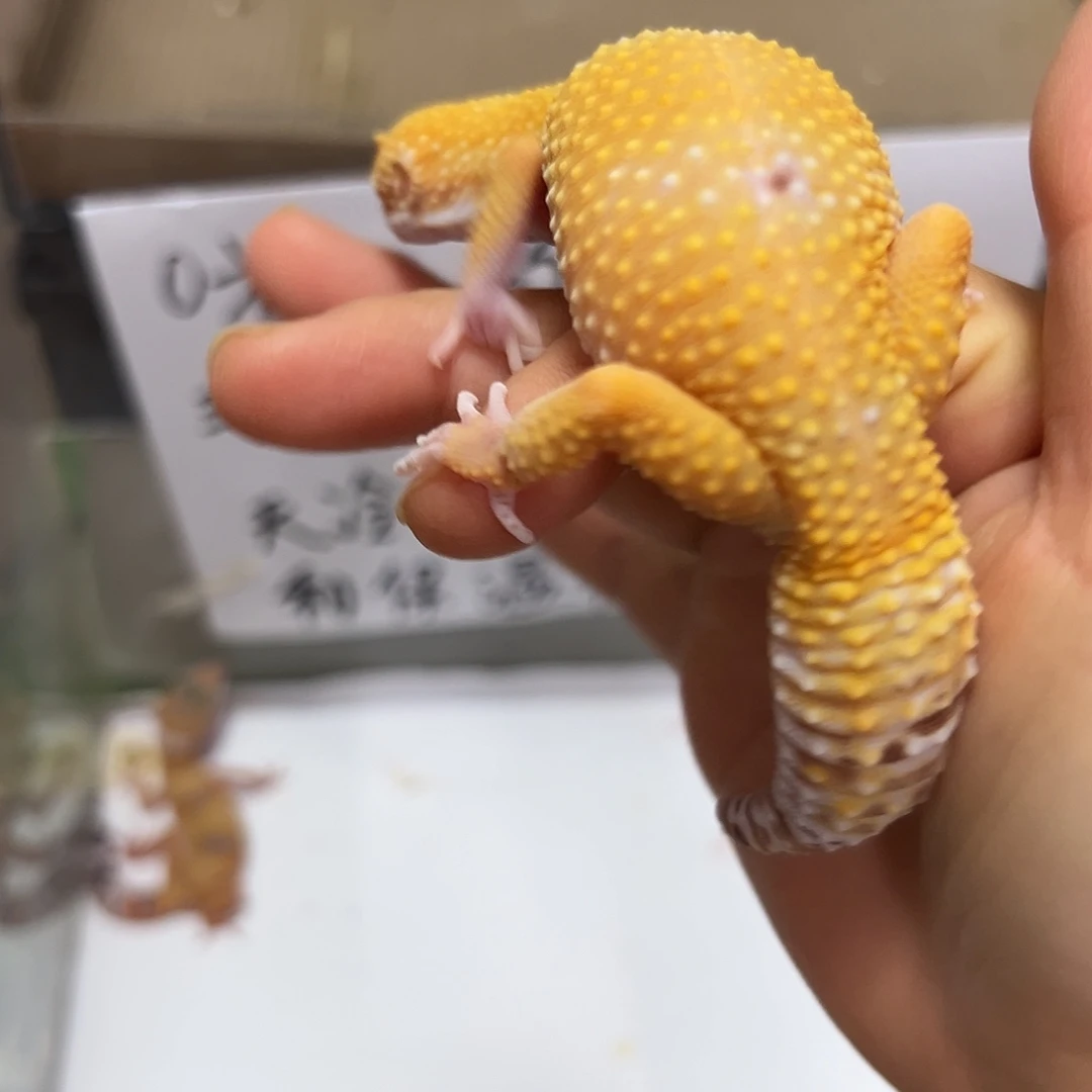 豹纹守宫豹纹守宫