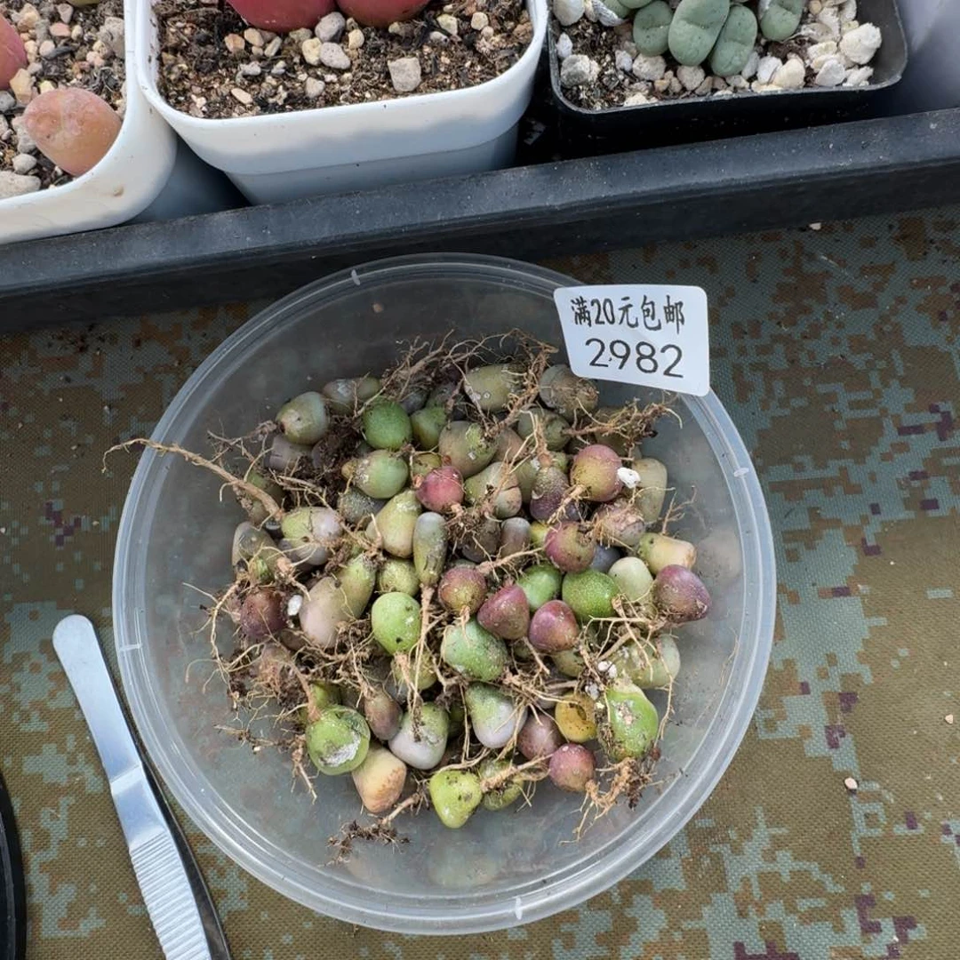 花*姐2982 彩混合多肉植物