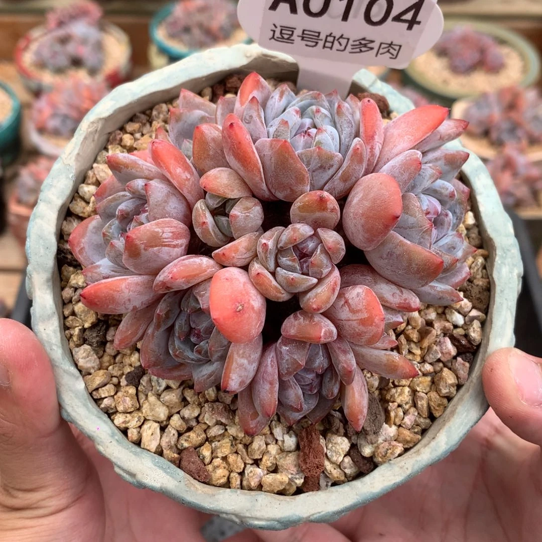 A0104 橙群 默认有砍 9cm