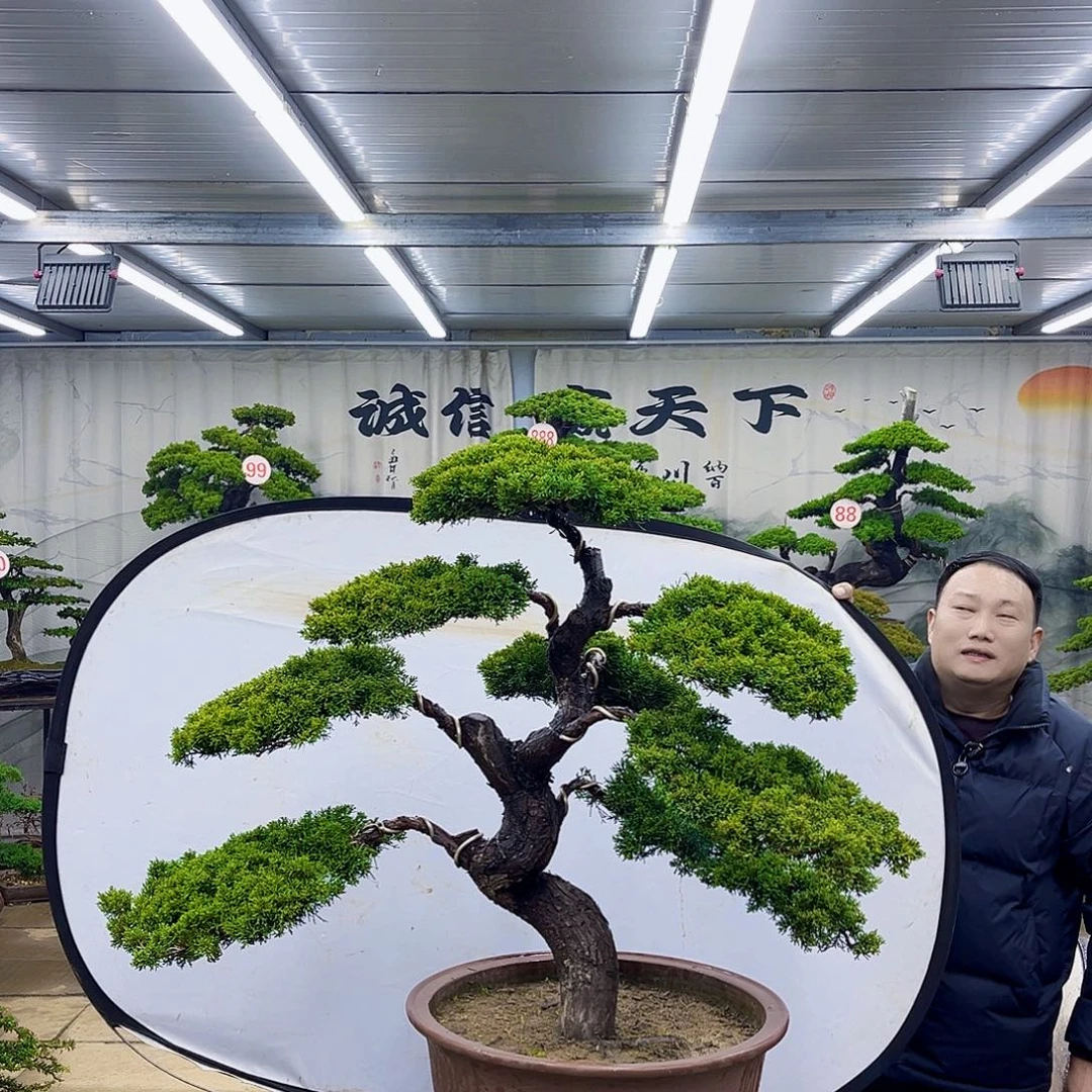 无花朵精品盆景专场直播大放漏