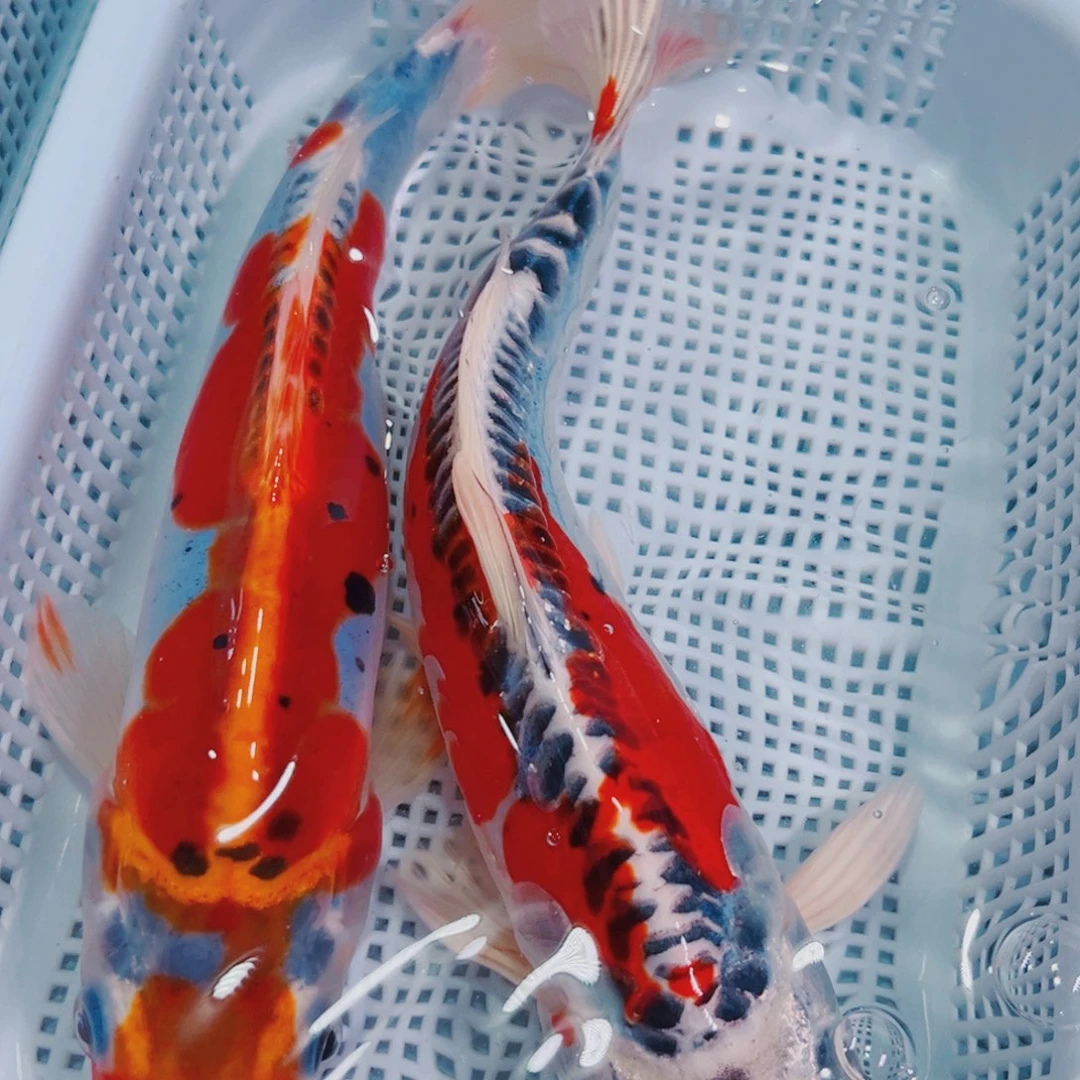 海水鱼锦鲤冷水观赏鱼115