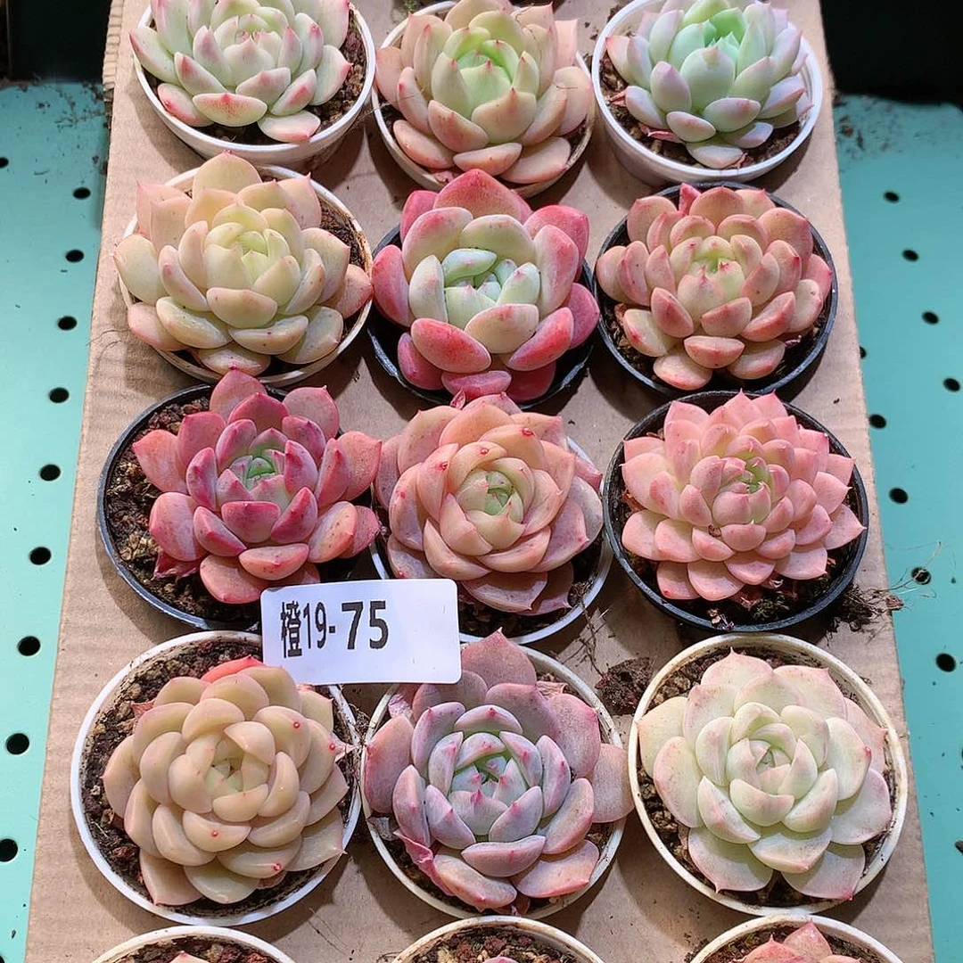 19-75一物一拍带盆18颗。