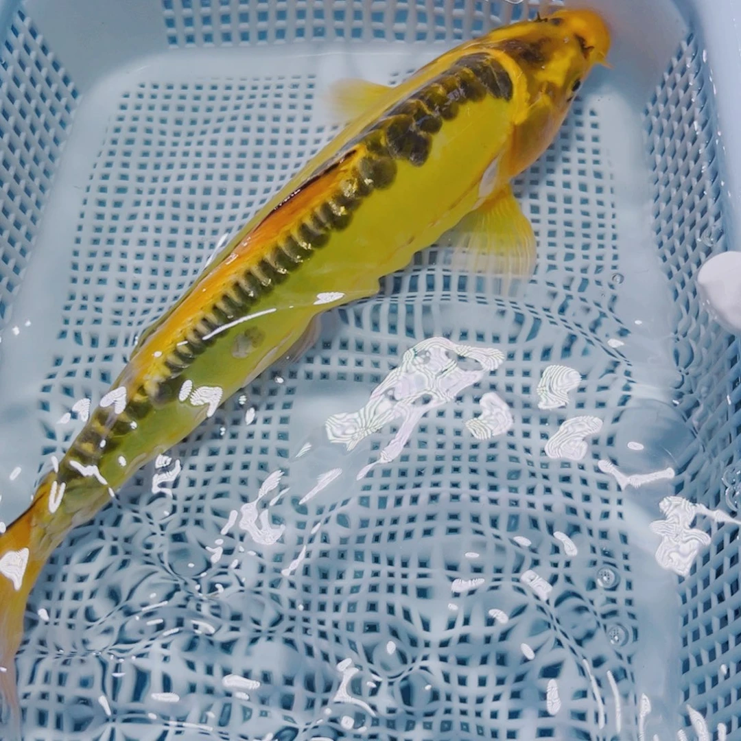 锦鲤锦鲤冷水观赏16-18 金