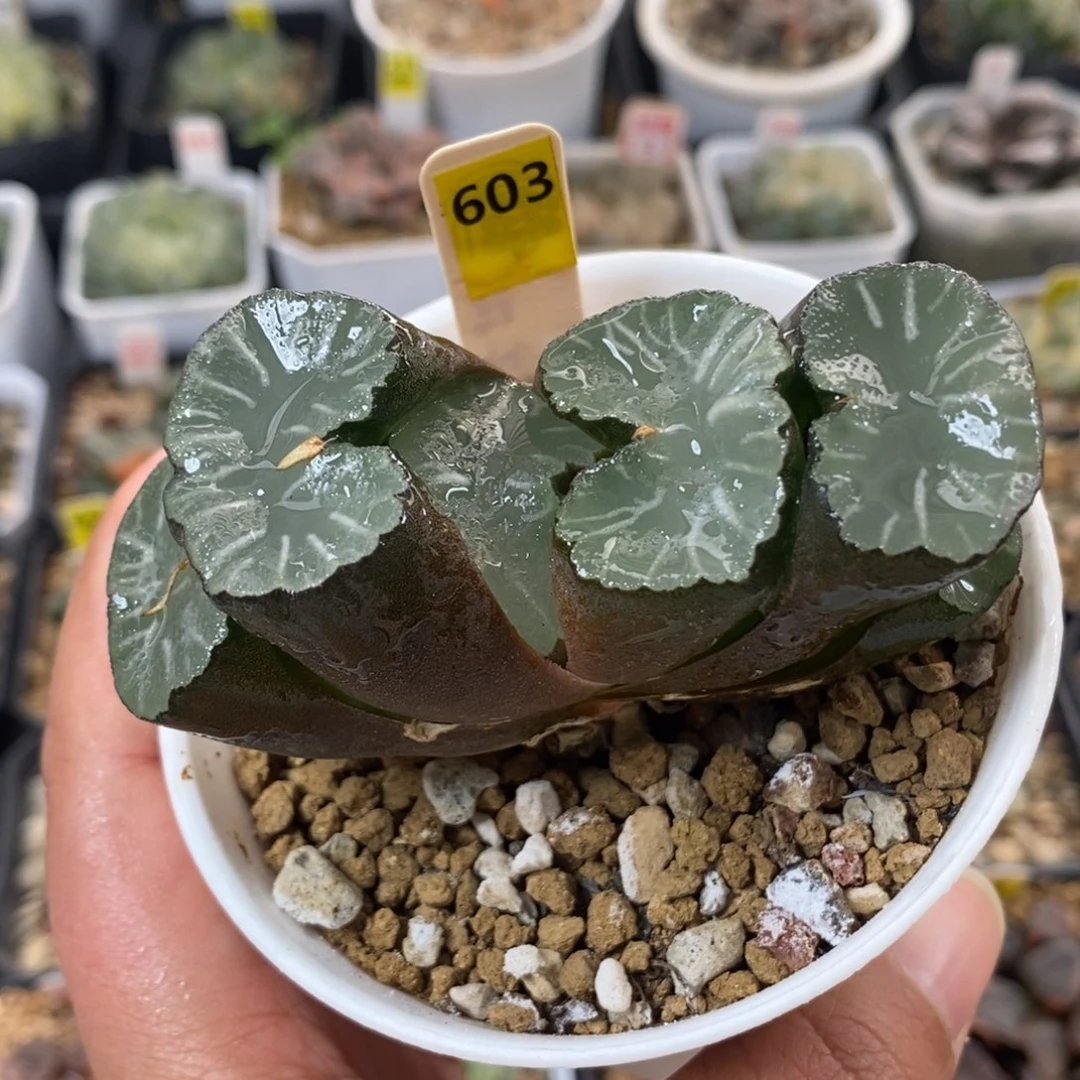 603白亚玉扇一物一拍