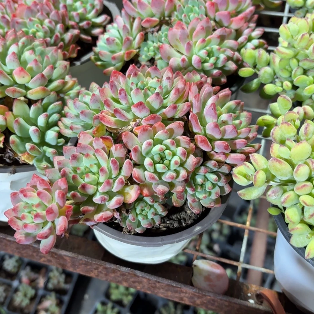 蓝苹果多肉整群11㎝盆特价