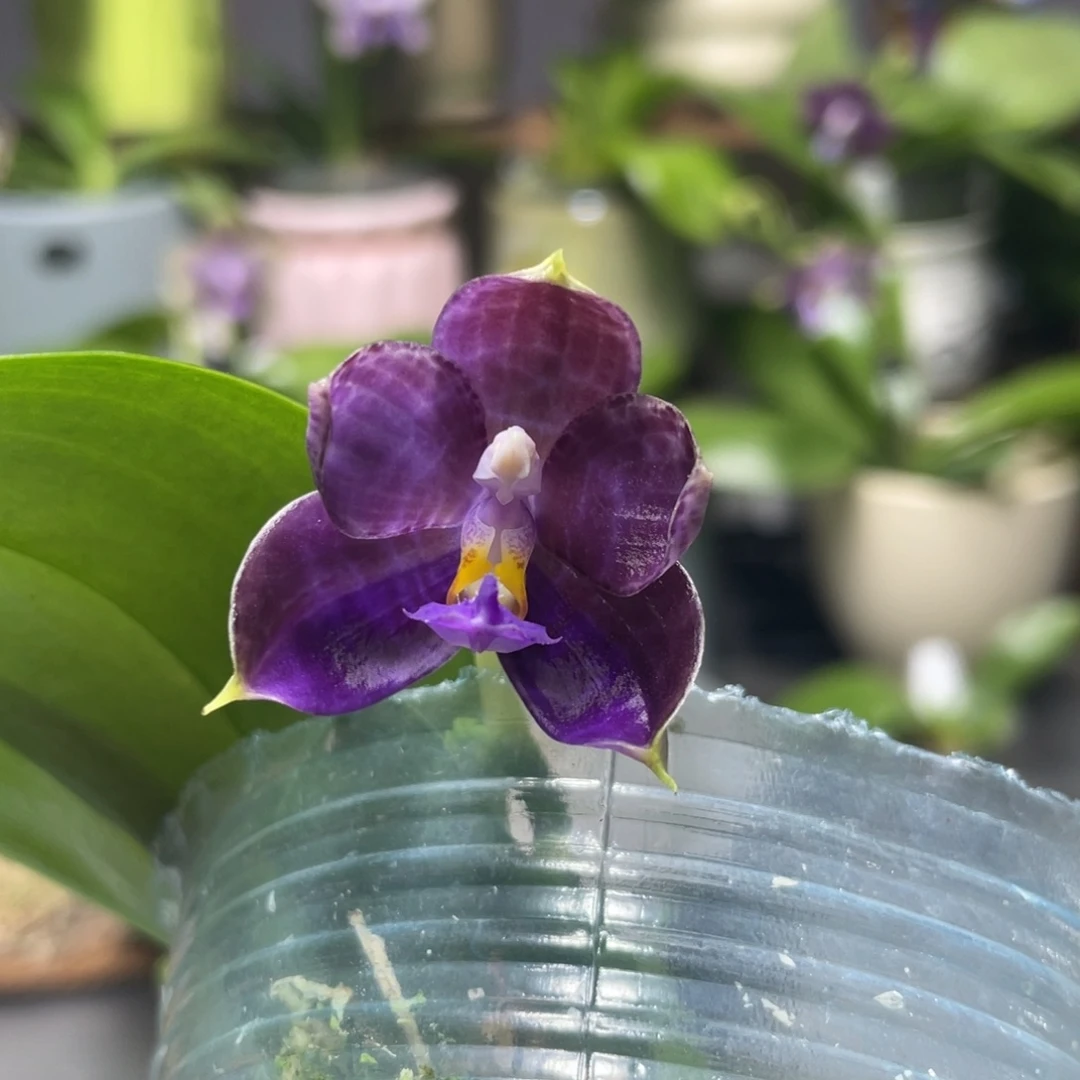 完全开放YW08，2.5杯开花株，卖苗价