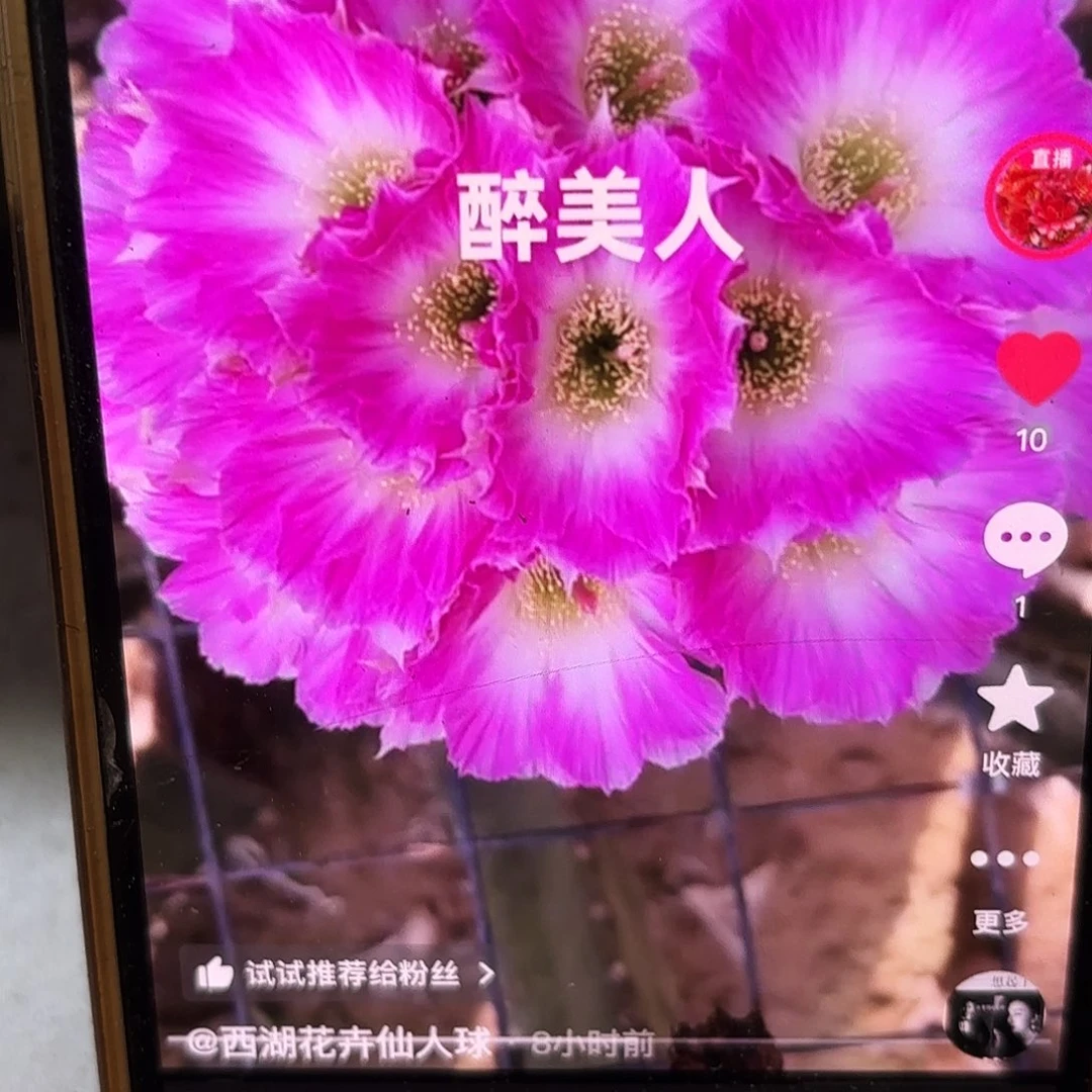 醉美人丽花侧牙20包邮40