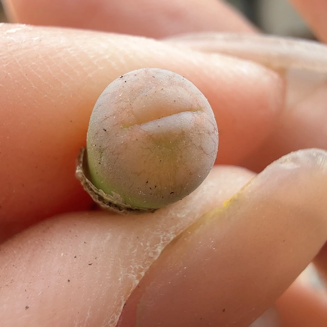 2.7.52/丑鹅/多肉植物