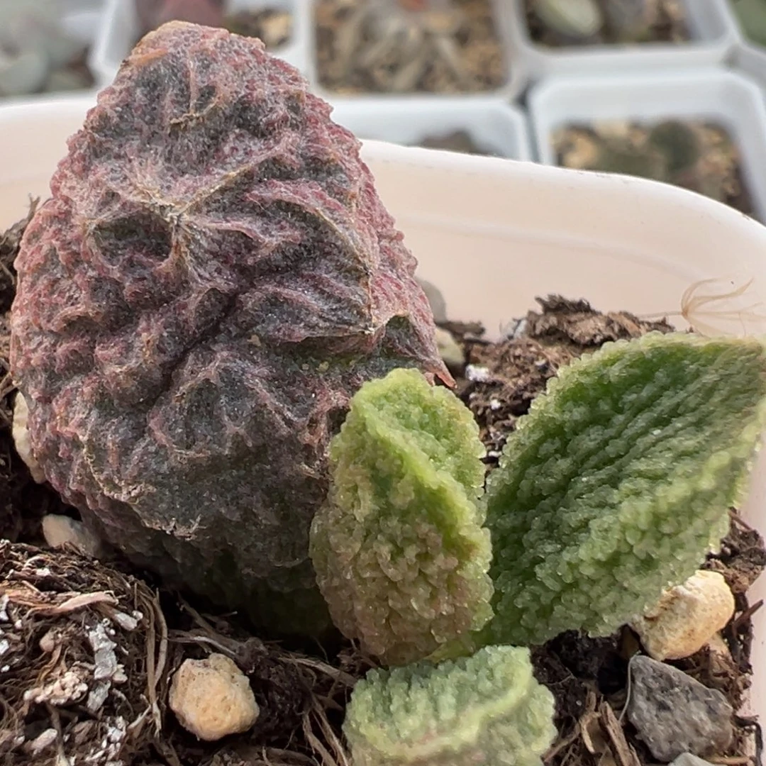 卡洛琳大苗多肉植物水泡