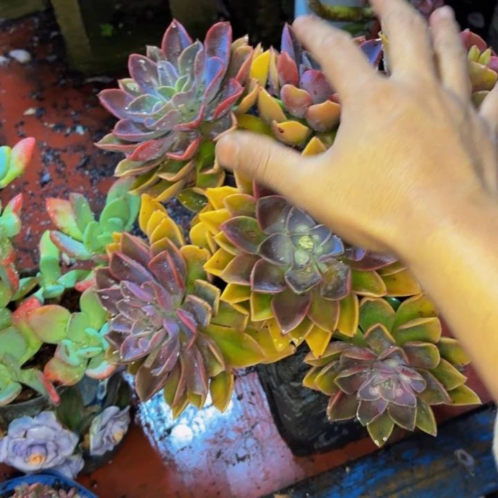 福****老桩精品肉肉紫气东来