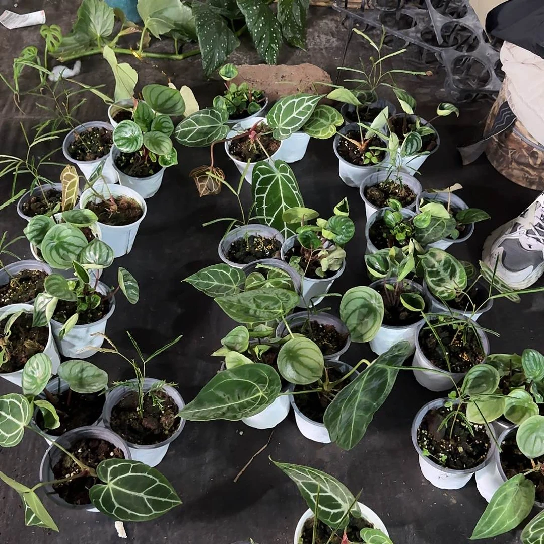 完全开放密叶猴耳环➕水晶花烛（不包损，有伤）