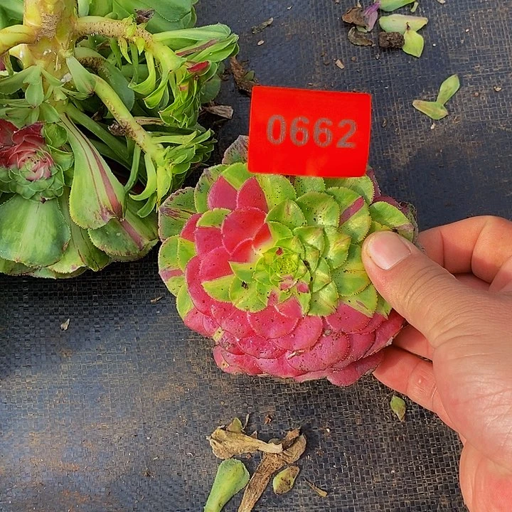 简***凡0662多肉植物知否