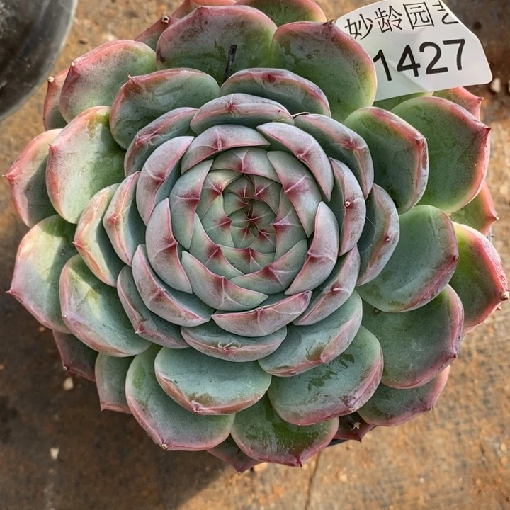 1427叶伤特～12厘米